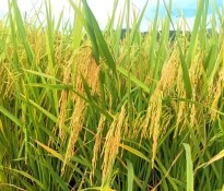 Zʳa(chn)I(y)(bo)桿Ї룺ʮ塻Zʳa(chn)I(y)ΰȫcЧĻʯZʳa(chn)I(y)(bo)-ʮ(zhn)Ҏ(gu)-(zhn)Ҏ(gu)